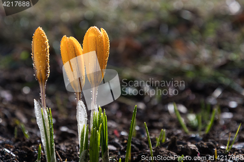 Image of Crocus buds with dew drops