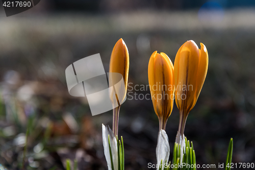 Image of Yellow crocus buds