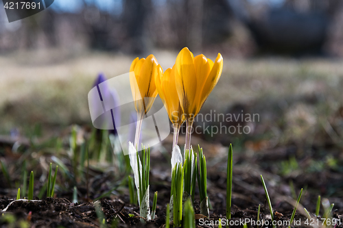 Image of Early springtime with blossom crocus