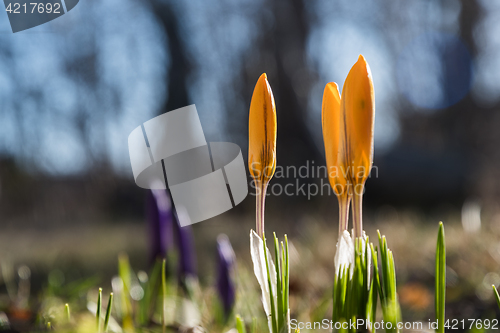 Image of Springtime in the flower bed