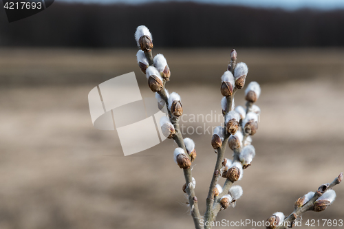 Image of Bouquet of twigs with catkins