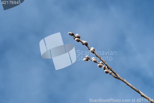 Image of Twig with catkins