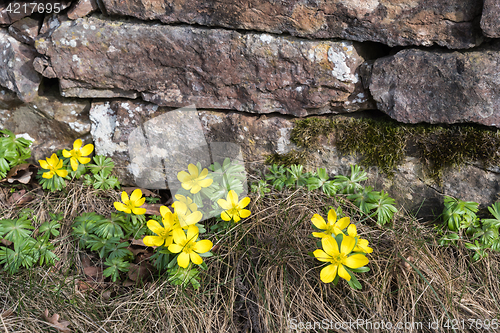 Image of Blossom winter aconite flowers