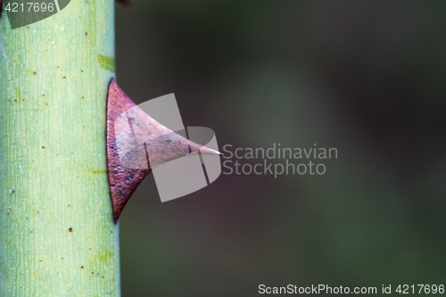 Image of Spiky wild rose thorn