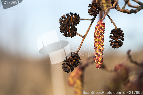 Image of Hanging alder tree catkin and cones