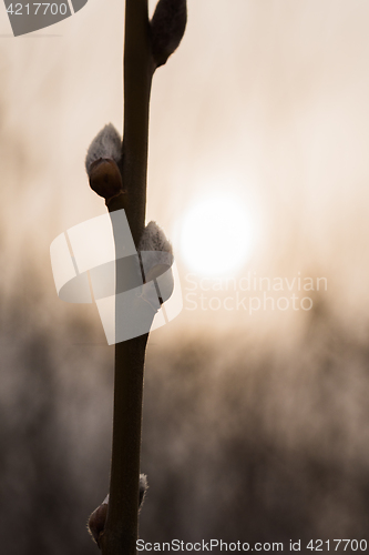 Image of Willow catkins by a colored sky