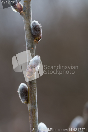 Image of Twig with pussy-willow