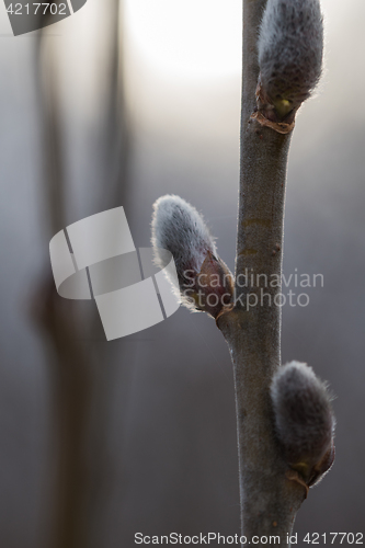 Image of Closeup of pussy-willow on a twig