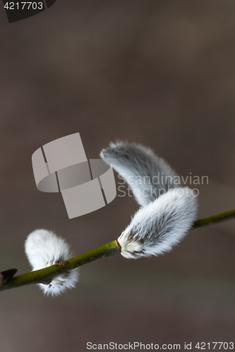 Image of Fluffy catkins on a twig