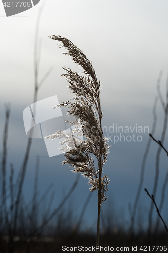 Image of One glowing reed flower