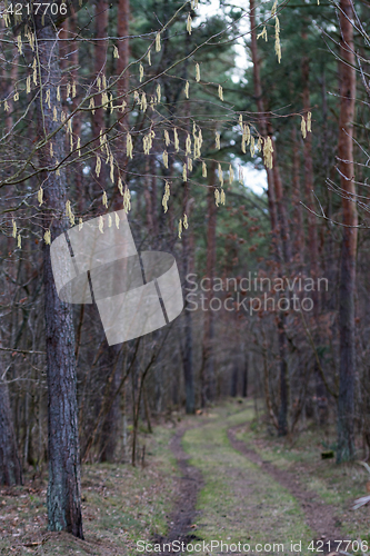 Image of Hazel catkins by a dirt road