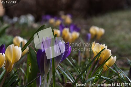 Image of Crocus flower bed