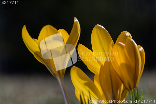 Image of Yellow crocus closeup