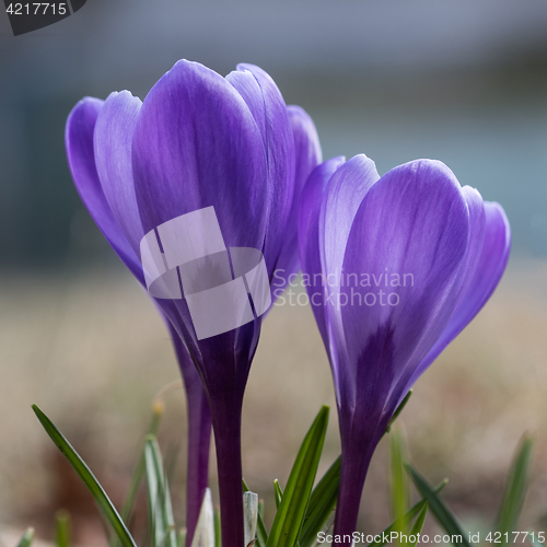 Image of Blue crocus closeup