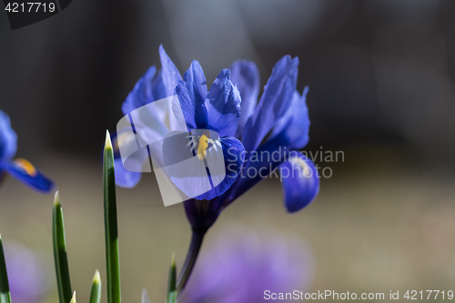 Image of Blue iris flower closeup