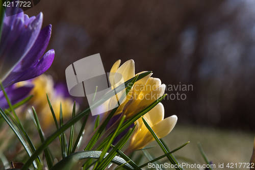 Image of Crocus flowerbed closeup