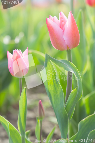 Image of Gentle couple of romantic tulips flowers