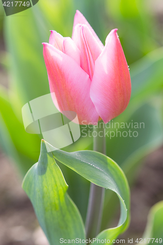 Image of Backlit tender and romantic tulip flower