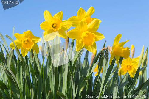 Image of Sunny spring glade with beautiful yellow Narcissus flowers