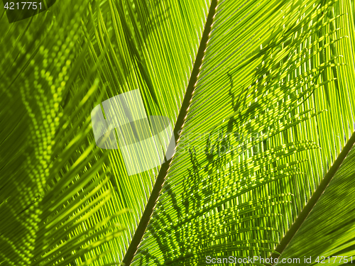 Image of Natural greenery background with texture of palm or fern fronds