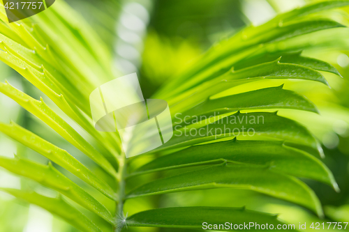 Image of Backlit palm frond on sunlight