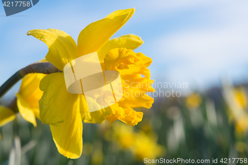 Image of Yellow Jonquil daffodil flower on sunny meadow with morning dew 