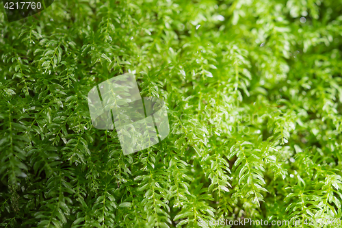 Image of Floral background with fresh greenery leafage