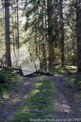 Image of Blocked forest road