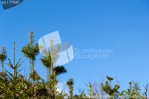 Image of Growing pine tree plants