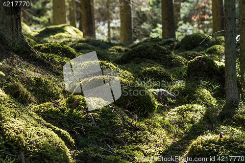 Image of Green mossy forest ground