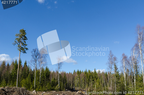 Image of Sunny coniferous forest