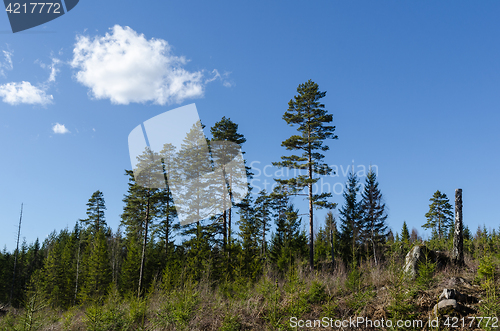 Image of Coniferous forest landscape