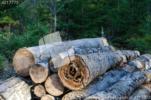 Image of Firewood pile with rotten logs