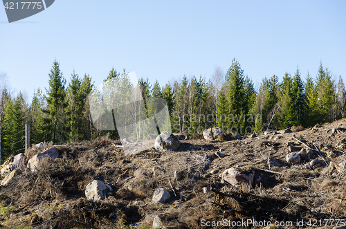 Image of Clear cut forest area