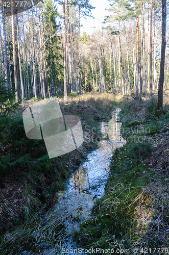 Image of Open ditch in the woods