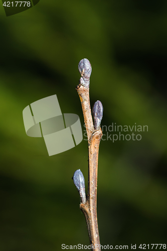 Image of Alder tree buds