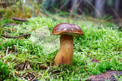 Image of Imleria badia mushroom