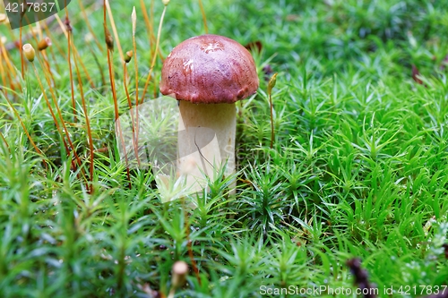 Image of Imleria badia mushroom