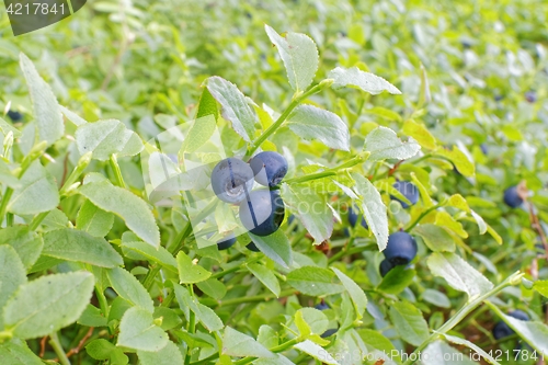 Image of blueberries in forest