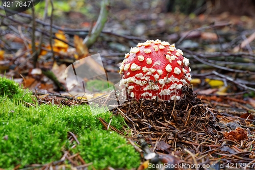 Image of Amanita muscaria a poisonous mushroom