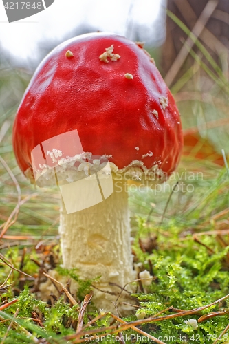 Image of Amanita muscaria a poisonous mushroom