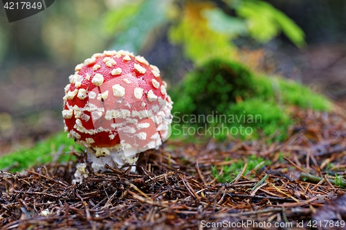 Image of Amanita muscaria a poisonous mushroom