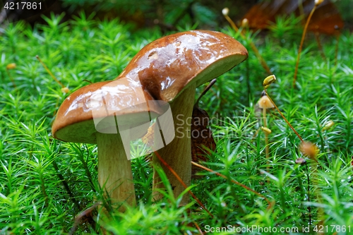 Image of Imleria badia mushroom