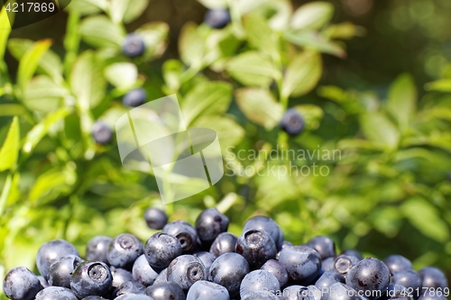 Image of blueberries in forest