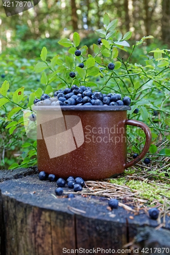 Image of blueberries in forest
