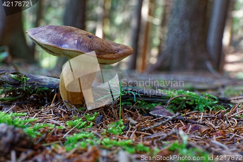 Image of Imleria badia mushroom