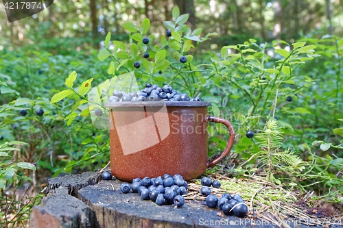 Image of blueberries in forest