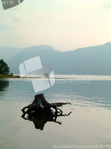 Image of Tree stump