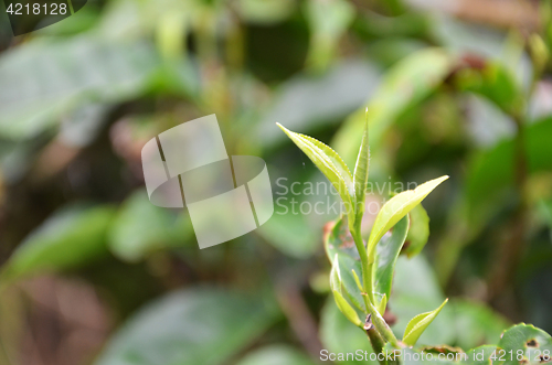 Image of Tea leaves in Cameron Highland Malaysia