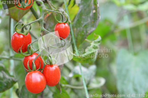 Image of Fresh red tomatoes